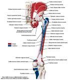 Anatomie: heup,bovenbeen,knie,onderbeen,enkel,voet,acetabulum,collum femoris,trachanter,femur,epicondyl,meniscus,kruisband,cruciate ligament,patella,knieschijf,tibia,fibula,malleolus,talus,calcaneus,tarsus,metatarsus,phalanx,falanx,quadriceps femoris,rectus femoris,sartorius,tensor fasciae latae,tractus iliotibialis,biceps femoris,gastrocnemius,semimembranosus,semitendinosus,soleus,suralis,vena saphena parva,vena saphena magna,sciatic,ischiadicus,peronea